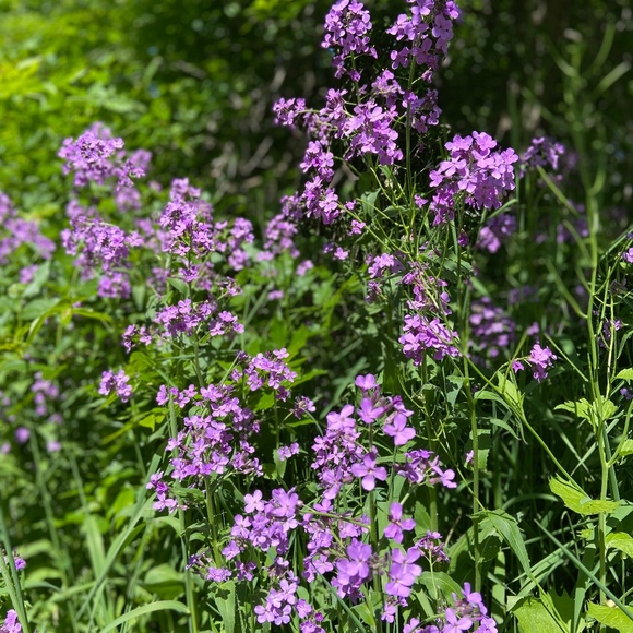 Meet your Posher, Michelle - Picture 1 of 1